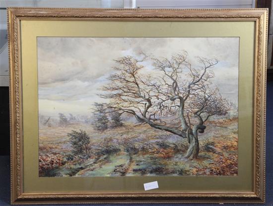 Rodgers, 1890 watercolour study of a tree 50 x 72cm.